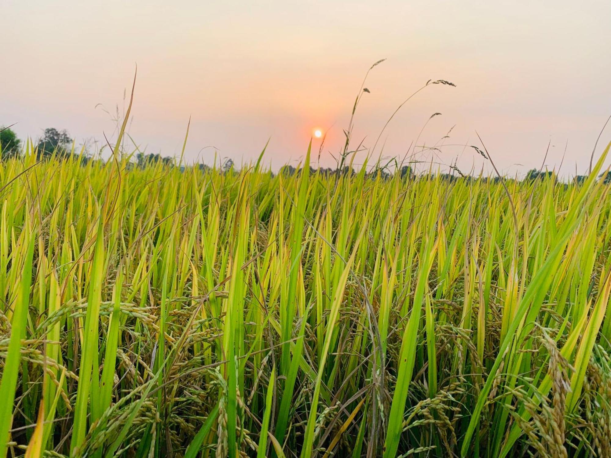 Lotus Farm Retreat ホーチミン市 エクステリア 写真